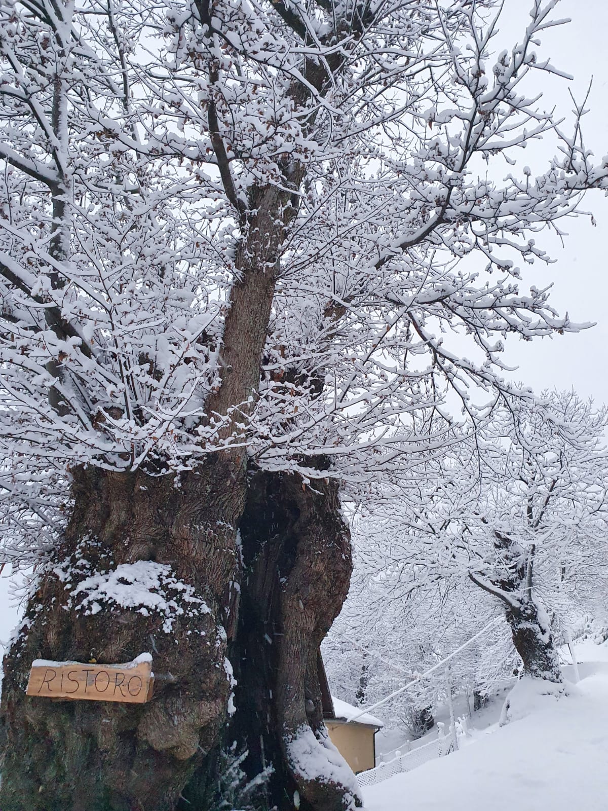 L'Albero di Annibale